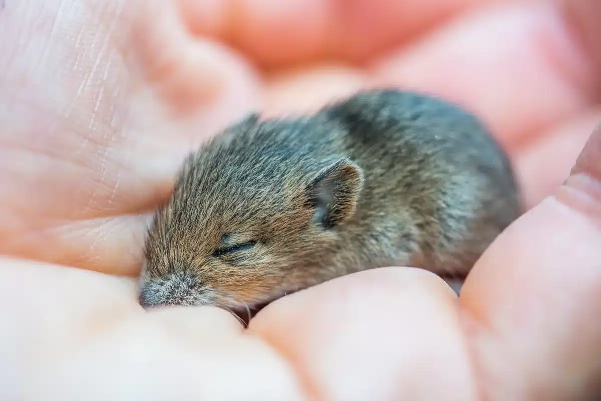 Close-up of a tiny infant hand held in an adult's fingers