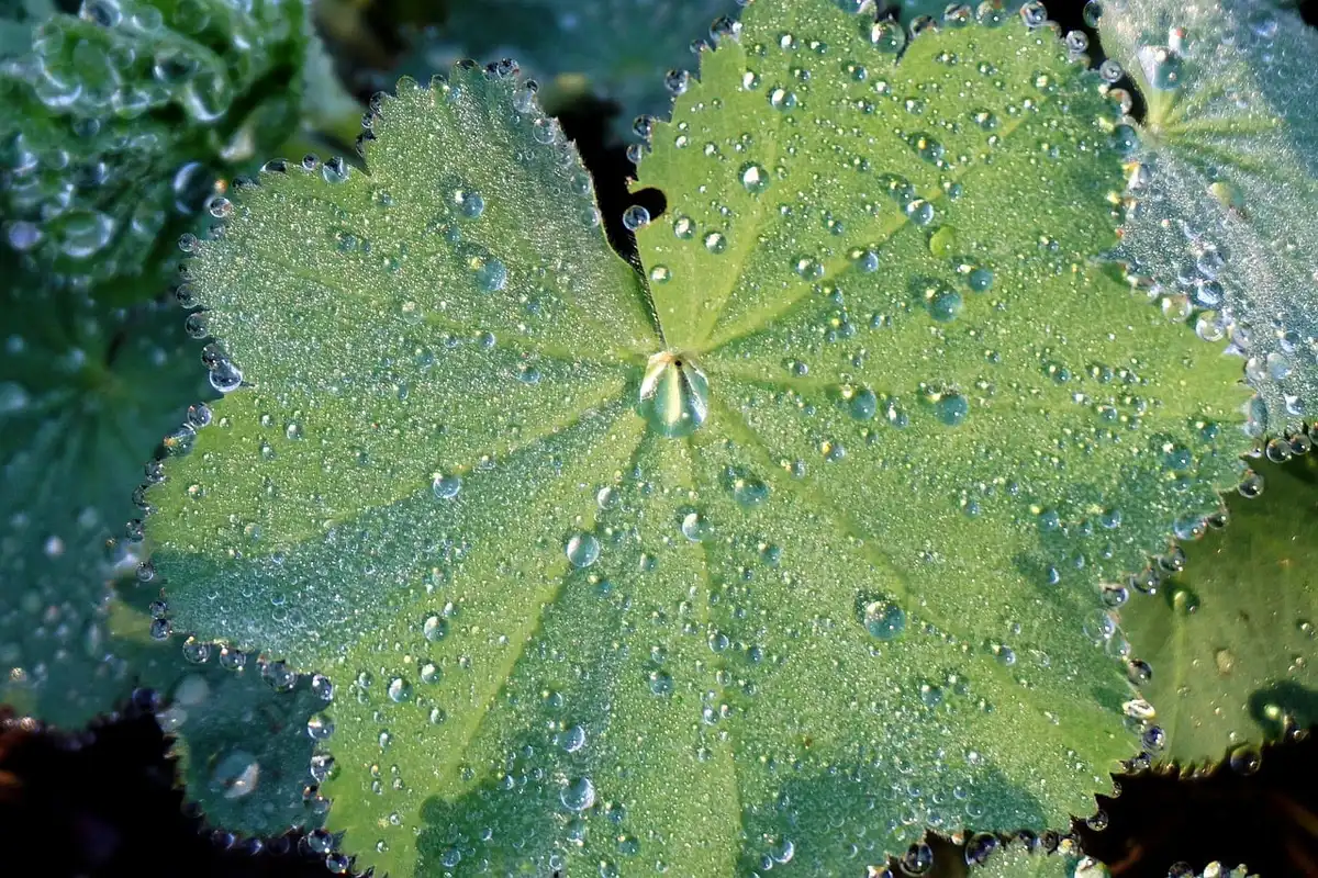 Selection of botanical notes: tomato leaf, wet soil and sea salt on a table